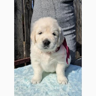 Элитные щенки золотистого ретривера – верные друзья и гордость вашей семьи