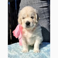 Элитные щенки золотистого ретривера – верные друзья и гордость вашей семьи