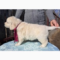 Элитные щенки золотистого ретривера – верные друзья и гордость вашей семьи