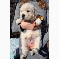 Элитные щенки золотистого ретривера – верные друзья и гордость вашей семьи