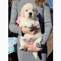 Элитные щенки золотистого ретривера – верные друзья и гордость вашей семьи