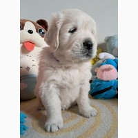 Элитные щенки золотистого ретривера – верные друзья и гордость вашей семьи