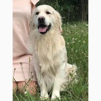 Элитные щенки золотистого ретривера – верные друзья и гордость вашей семьи