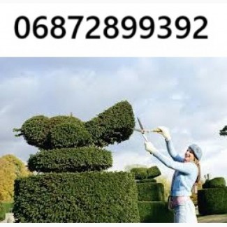 Декоративна стрижка туй - надаємо саду ідеальної форми