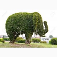 Декоративна стрижка туй - надаємо саду ідеальної форми