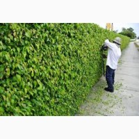 Декоративна стрижка туй - надаємо саду ідеальної форми