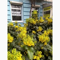 Здам приміщення в оренду