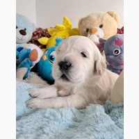 Цуценята золотистого ретрівера Ot Bahur