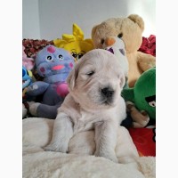 Цуценята золотистого ретрівера Ot Bahur