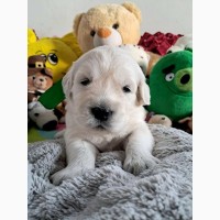 Цуценята золотистого ретрівера Ot Bahur