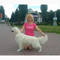 Цуценята золотистого ретрівера Ot Bahur