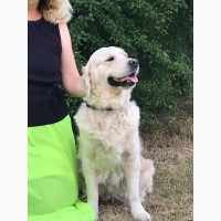 Цуценята золотистого ретрівера Ot Bahur