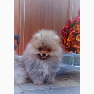 Померанский шпиц мини - элитные щенки из профессионального питомника