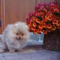 Померанский шпиц мини - элитные щенки из профессионального питомника