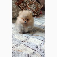 Померанский шпиц мини - элитные щенки из профессионального питомника