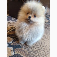 Померанский шпиц мини - элитные щенки из профессионального питомника