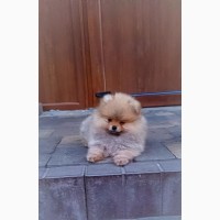 Померанский шпиц мини - элитные щенки из профессионального питомника