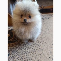 Померанский шпиц мини - элитные щенки из профессионального питомника