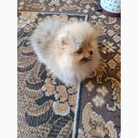 Померанский шпиц мини - элитные щенки из профессионального питомника