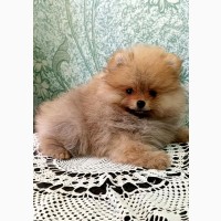 Померанский шпиц мини - элитные щенки из профессионального питомника