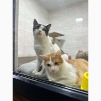 Ветклініка SOS - доступна допомога тваринам