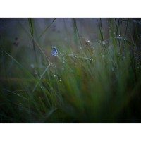 Hasselblad Xcd 90mm F/2.5 V Lens (INDOELECTRONIC)