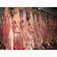 Яловичина в напівтушах, бик, корова, внутрішній ринок, експорт