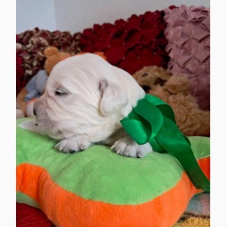 Щенки золотистого ретривера Ot Bahur