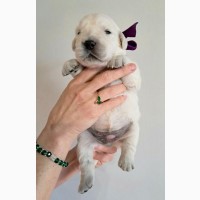 Щенки золотистого ретривера Ot Bahur