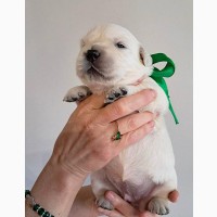 Щенки золотистого ретривера Ot Bahur