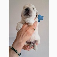 Щенки золотистого ретривера Ot Bahur