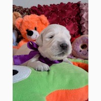 Щенки золотистого ретривера Ot Bahur